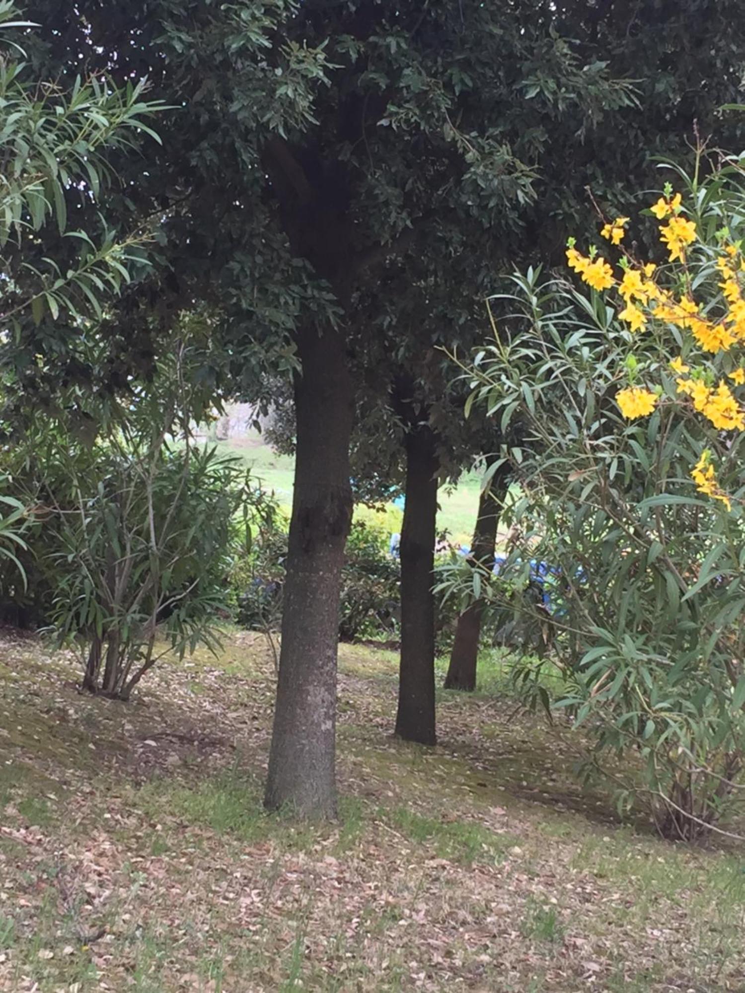Appartamento Dell Agriturismo Pane E Olio تودي المظهر الخارجي الصورة